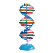DNA 이중나선 입체 모형 과학 교육용 키트 학생 준비물 과학실