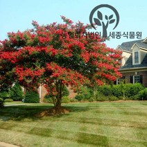 세종식물원 신품종 목백일홍 배롱나무 특선 화분 택1, 배롱나무 다이너마이트 묘목 특A