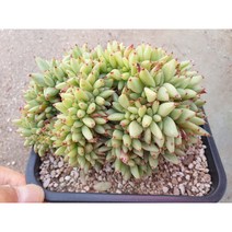 [수암다육] 에보니철화 Echeveria agavoides ebony 다육 다육이 다육식물 수암다육 Succulent Crested 반려식물 고급식물 국민다육