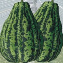개구리 과일 참외 씨 씨앗 발아 종자 품종 50립 원예작물 정원꾸미기 _ 22092786EA 3bunshop*443426831qw, 본상품선택, 1개