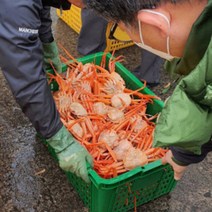 맛있는 국내산 자숙홍게 3kg 업소 라면용 가성비