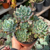 블루엘프 다육식물 중품 묵은둥이 용인수다육