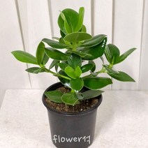 플라워석 크루시아 모종 40cm 천연가습 공기정화식물 포트화분 포함 키우기쉬운 반려식물