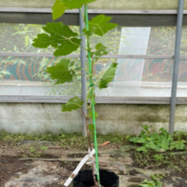 (G소망)샤인머스켓 청포도묘목(삽목2년)포트 2그루