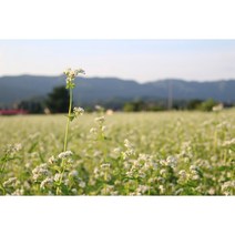메밀 씨앗 1kg 녹화및 조경용 종자(PK)