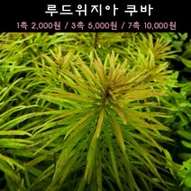 [수초아쿠아] 루드위지아 쿠바 초보수초 인기수초 구피 새우 은신처 어항수초 수초맛집 득템수초, 1촉