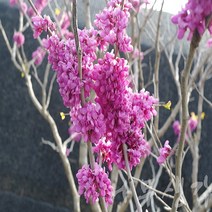 충주원예조경/박태기나무/실생3년/뿌리묘/5주, 주