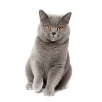 차량용 냉장고 미니 냉온장고 캠핑용 온장고 3Ratels CM29 사랑스러운 고양이 페르시아 Birman Bombay 영국, 09 CM29-9_04 40cm(15.75 inch)