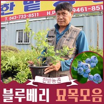 블루베리나무 묘목재배 6년생 5년생 4년생 3년생 2.5년생 하이부시 NU59 뉴하노버 레카, 하이부시 2.5년생