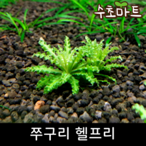[수초마트] 쭈구리 헬프리, [득템플러스] 18뿌리