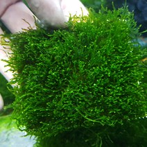 [천삼백케이] [미미네아쿠아] 미미네플랜츠 크리스마스 모스 활착판 (8x8cm)