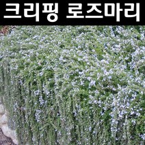크리핑로즈마리 7치포트 1개/야생화/허브