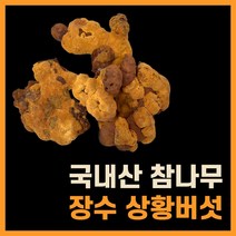 상황버섯 차 진액 국내산 100% 프리미엄 장수상황버섯 절편 당뇨에좋은, 250g, 2개