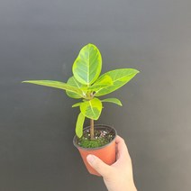 공기정화식물 화분 반려식물 외목대 뱅갈고무나무 소품 152535