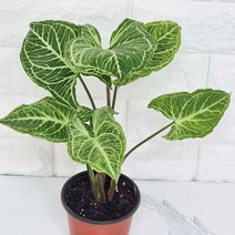 RAL332476바틱싱고니움 무늬싱고니움 싱고니움 희귀식물 집에서키우기쉬운식물 음지식물 싱고니움키우기, 쿠팡 블루스토어 본상품선택