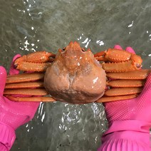 [울진홍게] 먼 바다조업 울진 후포 박달홍게 4kg(생물 10-12마리)