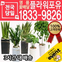 개업축하화분배달 금전수 돈나무 산세베리아 극락조 뱅갈고무나무 해피트리 행운목 녹보수 크로톤 스투키 개업식 개업선물 집들이 거실화분, (선택81)크루시아