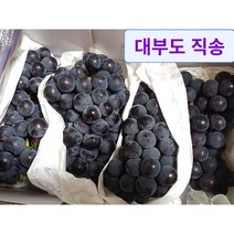 대부도 캠벨포도 대부도캠벨포도 대부포도 유기농포도 영동포도 포도 .1.5kg 1개 대부도 원산지 당도보장!