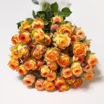 아이라이너 미니 장미꽃 생화택배 (고속터미널꽃시장 직배송) 꽃예꽃, 며칠 기다렸다가 꽃 입고 되는대로 발송, 월요일 구매시 (수~목요일 도착)