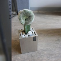 브라더가든 [선인장화분/오픈기념선물]백신환 밍크선인장, 선택완료