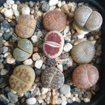 트리앤 리톱스 용신목 꽃기린 괴마옥 다육이 대왕 꽃기린 루비 축전 선인장, A1. 리톱스(1p) 1개