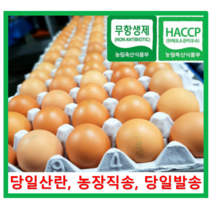 [알부자집] 무항생제계란 대란(52g~59g), 90개