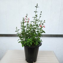 체리세이지