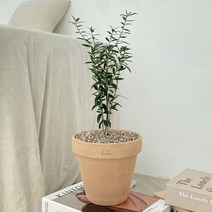 올리브나무 중품 토분 공기정화식물, 데로마 이태리모카 + 토분받침