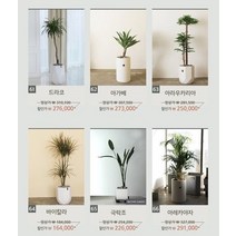 인테리어화분 거실화분 개업화분 공기정화식물 뱅갈고무나무, 1개, 48 폴리셔스