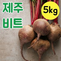제주 비트 레드비트 피클 물김치 알비트 생비트 채소비트 2kg 3kg 5kg 10kg 비트다이어트, 제주 알비트 5kg