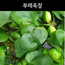[수초아쿠아] 부레옥잠 / 초보수초 부상수초 구피 어항, 1개