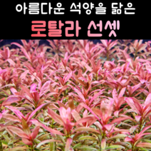 [비바소녀] 아름다운 석양을 닮은 로탈라 선셋(5줄기) 초보수초 레이아웃 미니어항