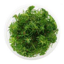 판타날 레드 핀네이트 조직배양 수초, 1개