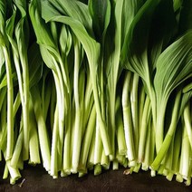 강원도 평창 명이나물 1kg 2kg 4kg 산마늘, 산마늘(명이나물) 4kg_줄기포함