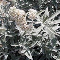 붓들레아 실버 애니버서리 120L포트 부들레야 신품종, 1개