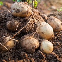햇감자 수미감자 2kg/3kg/5kg/10kg, 수미감자 대, 5kg, 1개