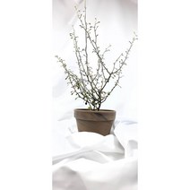 마오리코로키아 소포라 코로키아 인테리어식물 감성 플랜테리어