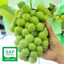 경산 노지 샤인머스켓 2kg 망고포도 프리미엄 산지직송