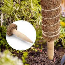 에코벨 수태봉 30cm/코코넛 지지대 지주대 지주봉 몬스테라, 수태봉 30cm