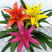 도희씨네 정원>> 구즈마니아 아나나스 삼색체리 340, 1개” class=”wr-img”></a></div>
</p></div>
</p></div>
</p></div>
<div class=