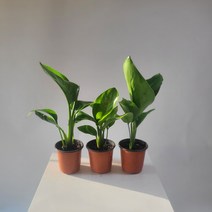무배특가 2개발송 국민 극락조 여인초 소품 15-25cm 99, 2개, 혼합색상