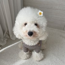 그루밍독 반려동물 반짝이 블링블링 플라워 헤어핀, 화이트