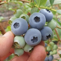 영동 햇 블루베리 300g (특/ 특대/ 왕특) 달콤하고 맛있는 산지직송 블루베리생과, 블루베리 (특) 300g