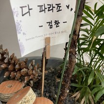 가랜드 나무집게 사진걸이 미니, 동대문 본상품선택