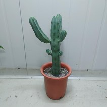 용심목선인장, 1개