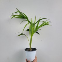 무배특가 플랜테리어 신종겐차야자 켄차야자 중품 40-60cm 99