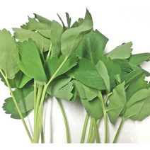방풍 나물 1kg 국내산 산지직송 부드러운 갯방풍나물 갯방풍 생 방풍, 1box