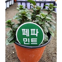 허브 페파민트3개 묶음판매