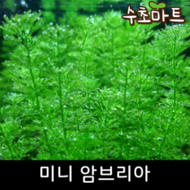 [수초마트] 미니 암브리아, [득템플러스] 35줄기