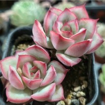 내맘에 힐링다육 한눈에 모아보기, 1번 로시타